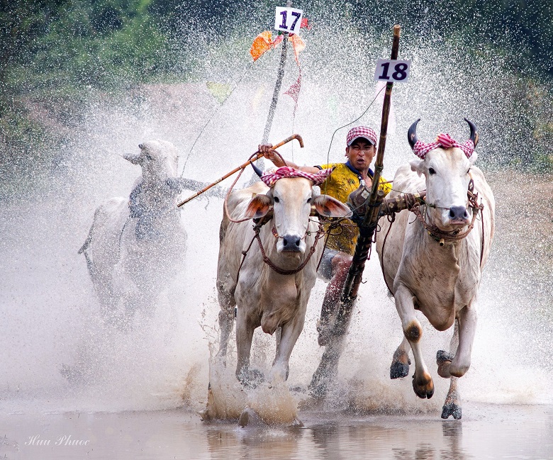 Lịch thi đấu Hội đua bò chùa Rô 2022 mới nhất hôm nay - Ảnh 2
